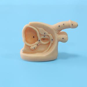 Inside and outside of the male genitalia and urethral catheterization model